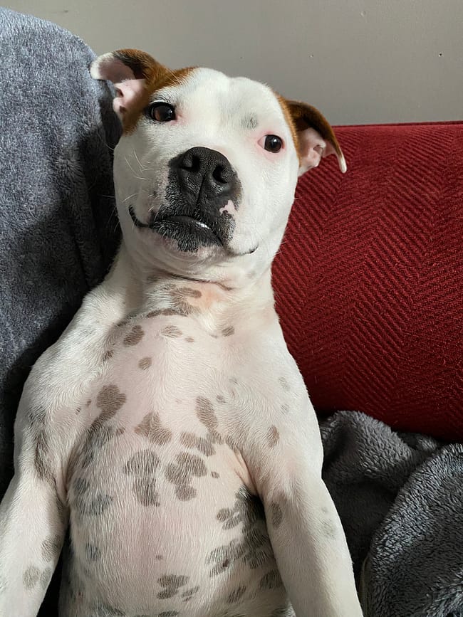 Paint Paint The Staffy